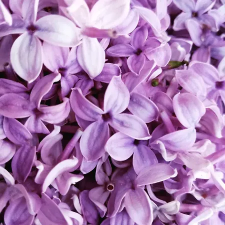 度假居 La Pommeraie Maresches