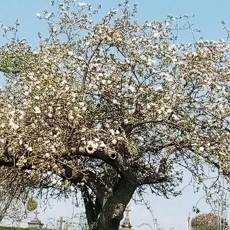 La Pommeraie * Maresches