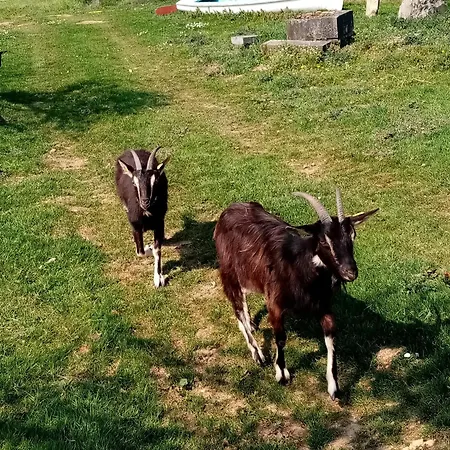 La Pommeraie Feriehus Maresches